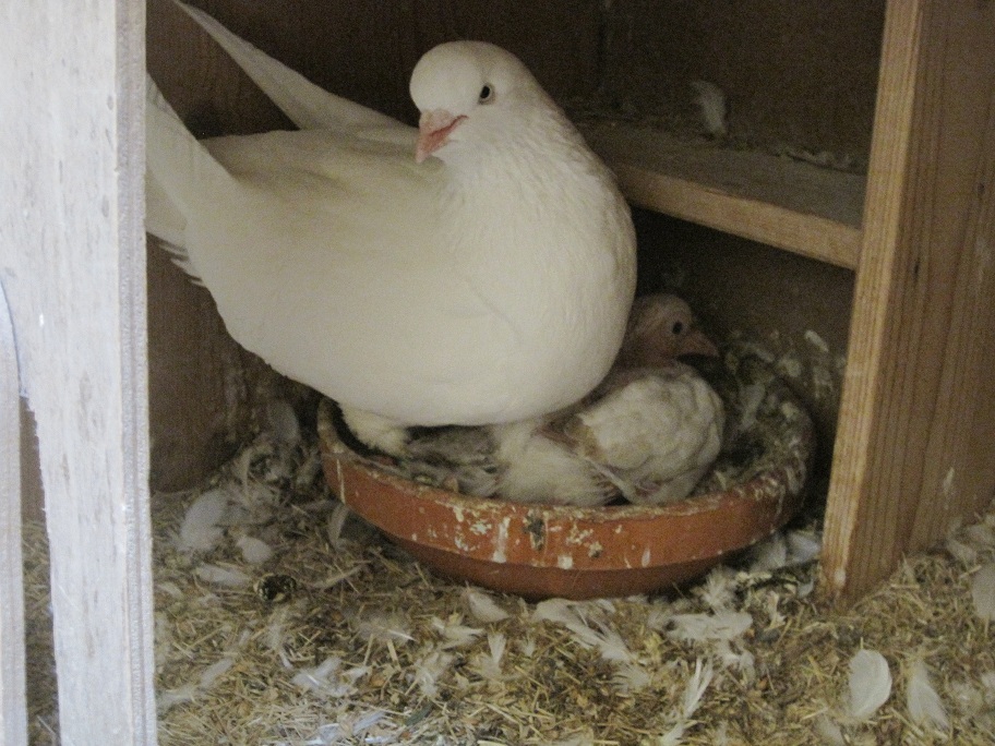 pigeons at the netherland 125.jpg