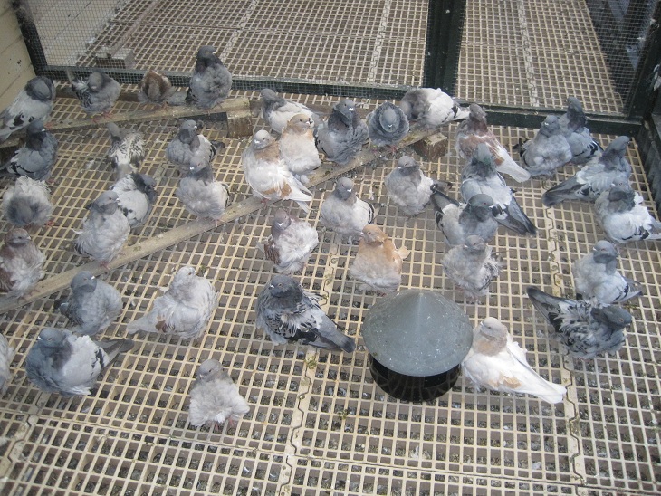 pigeons at the netherland 120.jpg