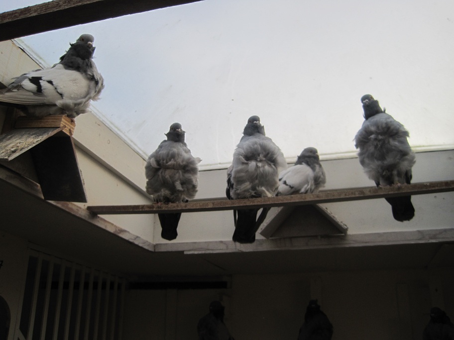 pigeons at the netherland 118.jpg