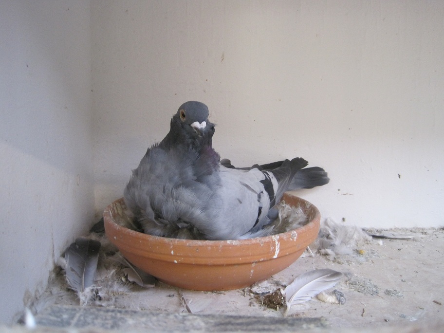 pigeons at the netherland 117.jpg