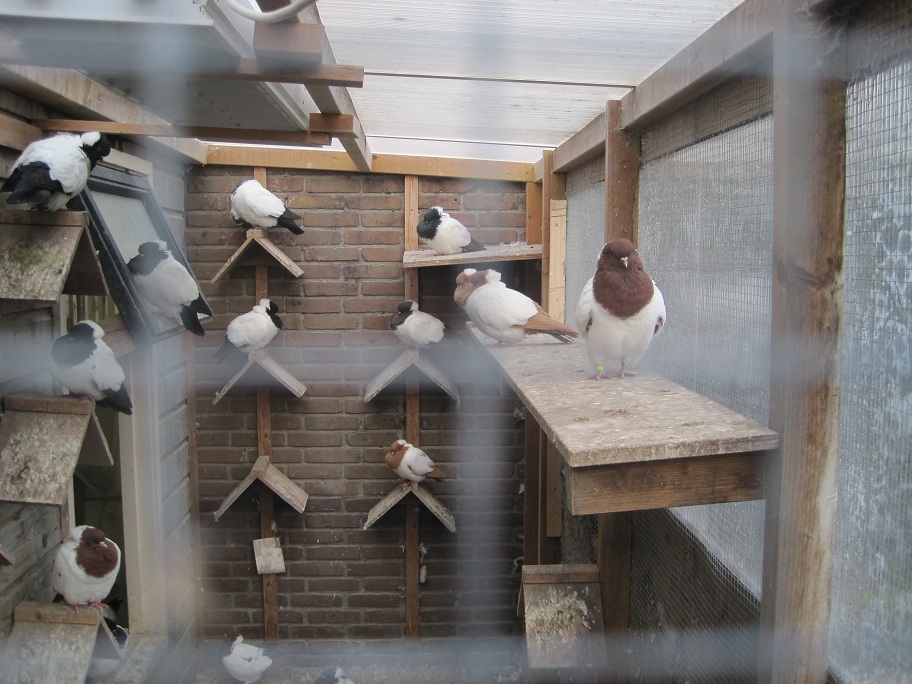 pigeons at the netherland 112.jpg