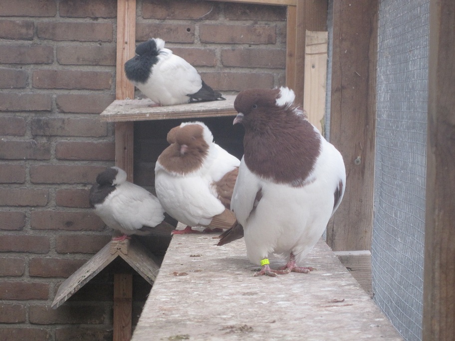 pigeons at the netherland 108.jpg