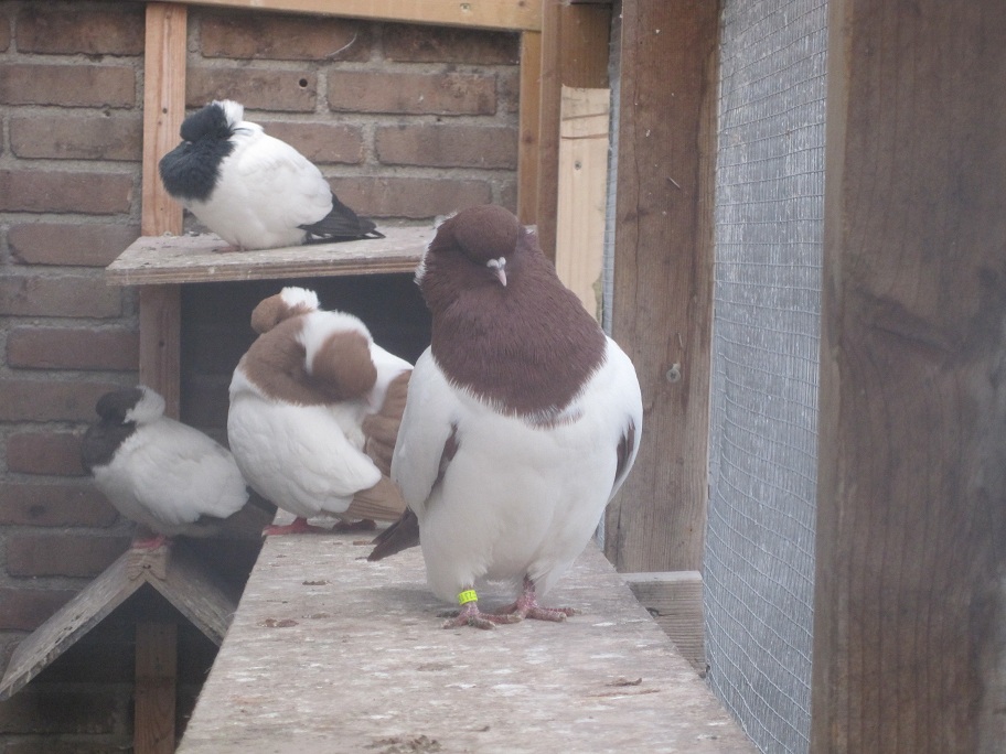 pigeons at the netherland 107.jpg