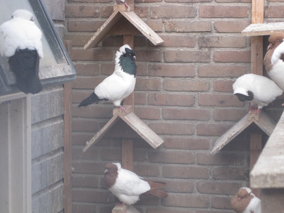 pigeons at the netherland 106.jpg