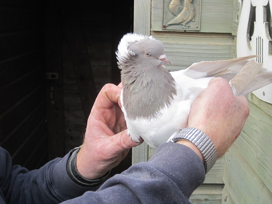 pigeons at the netherland 095.jpg