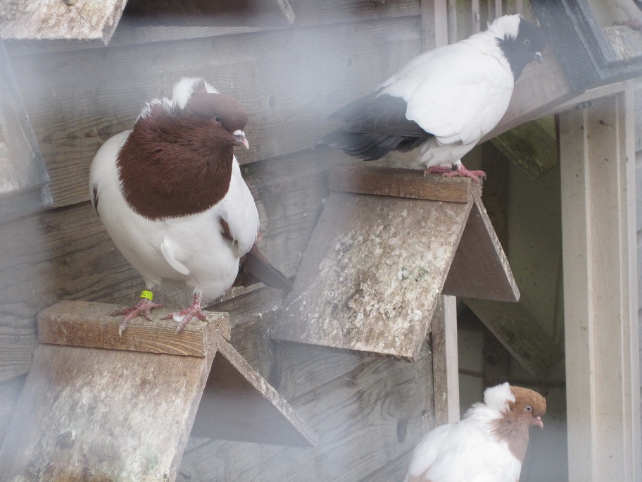 pigeons at the netherland 094.jpg