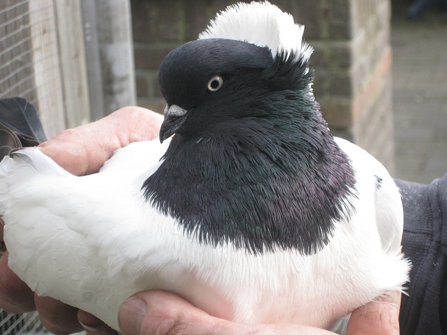 pigeons at the netherland 092.jpg