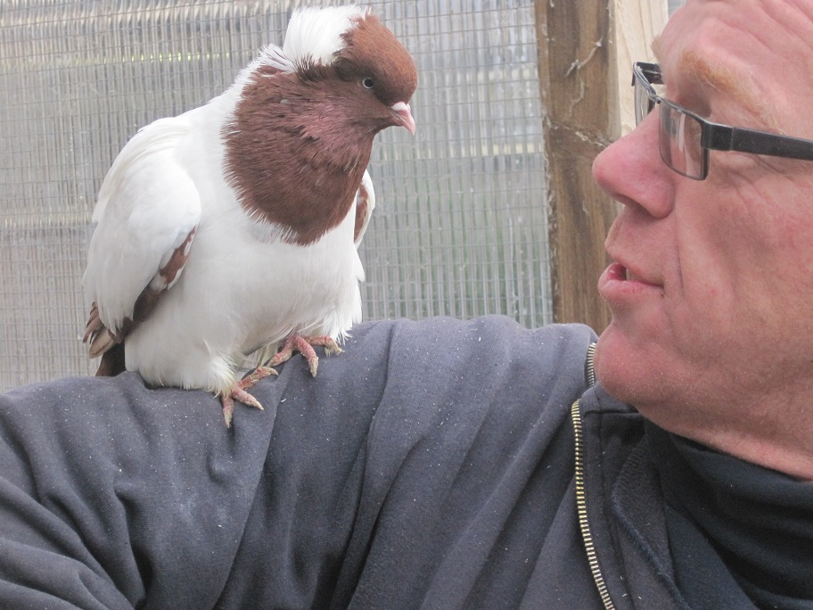 pigeons at the netherland 091.jpg