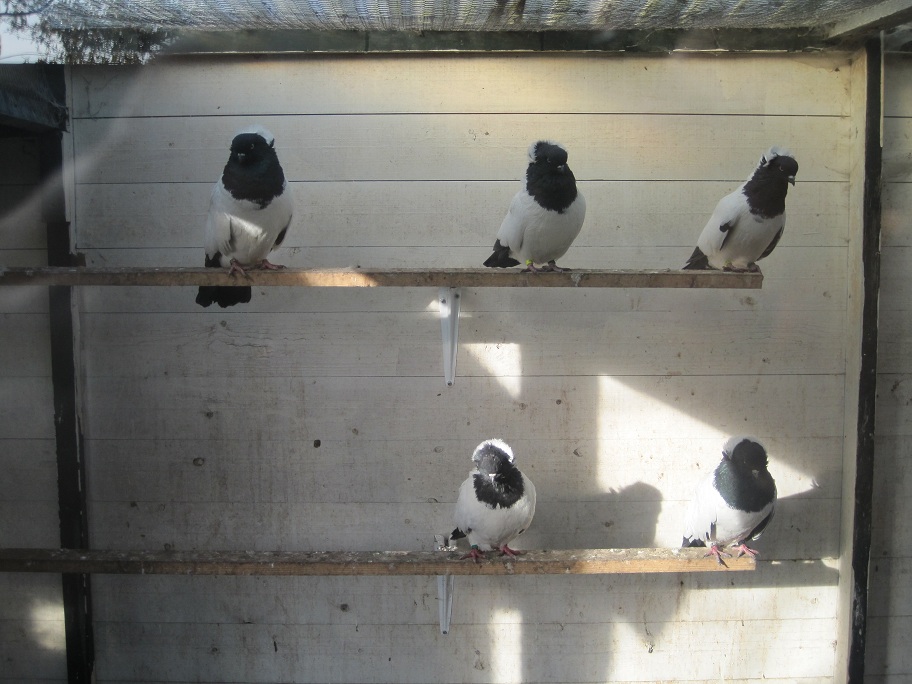 pigeons at the netherland 033.jpg