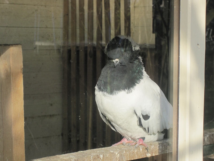 pigeons at the netherland 029.jpg